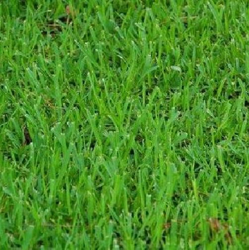 Turf